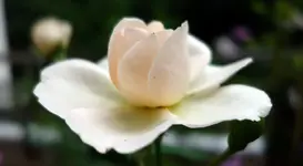 2015_07_25_Clair_Renaissance_seitliche_Blüte.webp