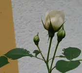 2015_07_25_Clair_Renaissance_Knospen.webp