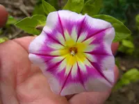 003.webp