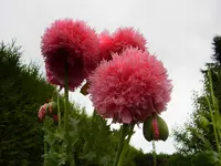 004.webp