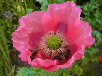 005.webp