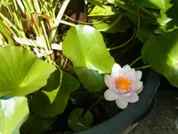 042.webp