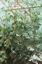 IMG_6867_a.webp