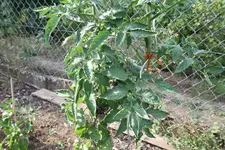 IMG_7044.webp