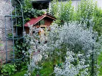 2015-07-25    Blaue Wolke vor Insektenhotel.webp