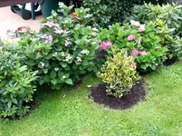 2015-07-25 Erste Blüte beim neuen Schattenareal.webp