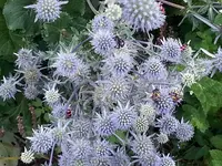 2015-07-25 Insektenparadies.webp