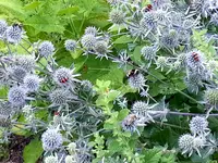 2015-07-25 Insektenparadies2.webp