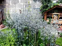 2015-07-25 Naturbelassener Gartenteil.webp
