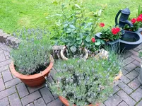 2015-07-25 Warten auf den zweiten Rosenflor.webp