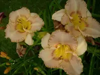 k-DSCI3671.webp