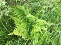 Bilda029.webp