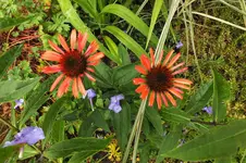 DSCF2338 (2).webp
