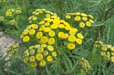 DSCF2368.webp