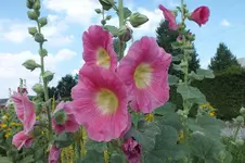 DSCF2432.webp