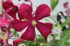 Clematisblüte.webp