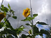 20150726_095918.webp