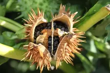 Stechapfelfrucht.webp