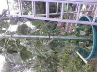 20150726_111207.webp