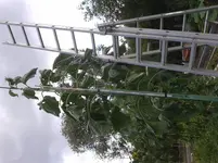 20150726_111243.webp