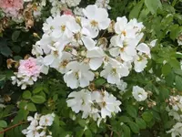 Bilda031.webp