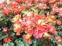 Bilda055.webp
