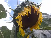 20150726_122921.webp