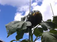20150726_122939.webp