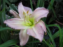 flocke_1067x800.JPG