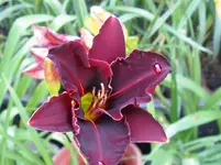 dunkel rot_1067x800.JPG
