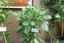 IMG_6733.webp