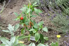 IMG_6740.webp