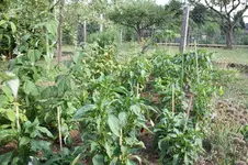 IMG_7037.webp