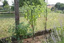 IMG_7046.webp