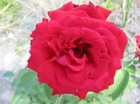 005.webp