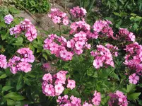 006.webp