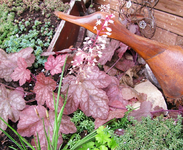 Heucherella.webp