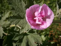 P7260866.webp