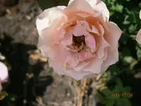 P7260871.webp