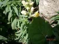 P7260874.webp