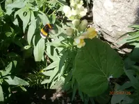 P7260875.webp