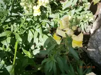 P7260876.webp