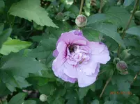 P7260884.webp