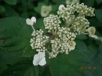 P7260887.webp