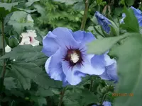 P7260889.webp