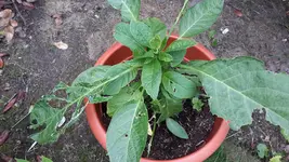 20150726_164241.webp