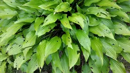 20150726_164326.webp