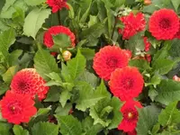 Bilda048.webp