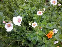 CAM00710.webp