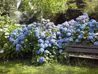 alte Bauernhortenien.webp